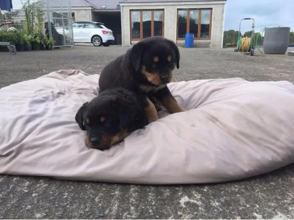 bellissimi cuccioli di rottweiler | Foto 0