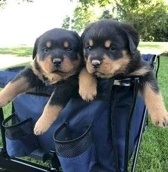 bellissimi cuccioli di rottweiler