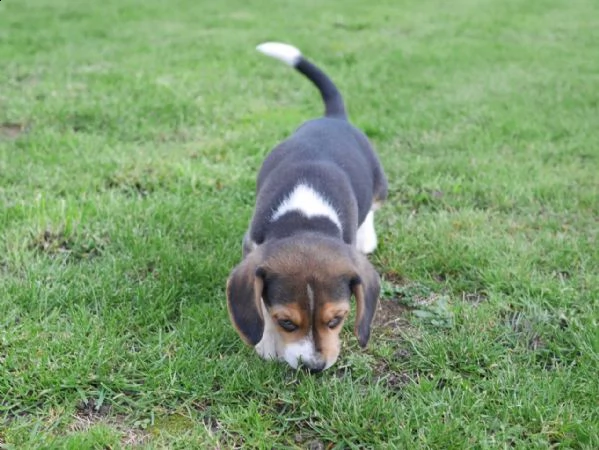 cuccioli di beagle