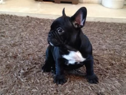cuccioli di bouledogue franceses