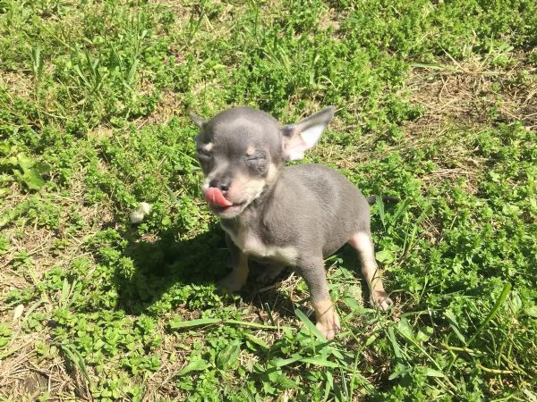cuccioli di chihuahua