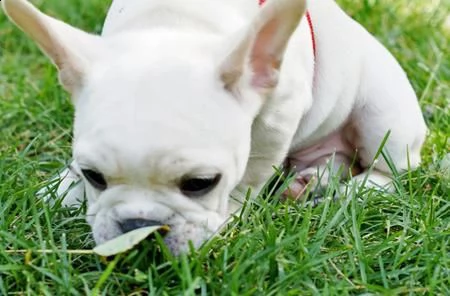 portaci a casa adesso, bulldog francese | Foto 0