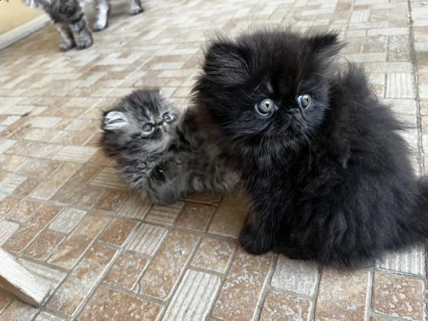 cuccioli di gatto persiano | Foto 1