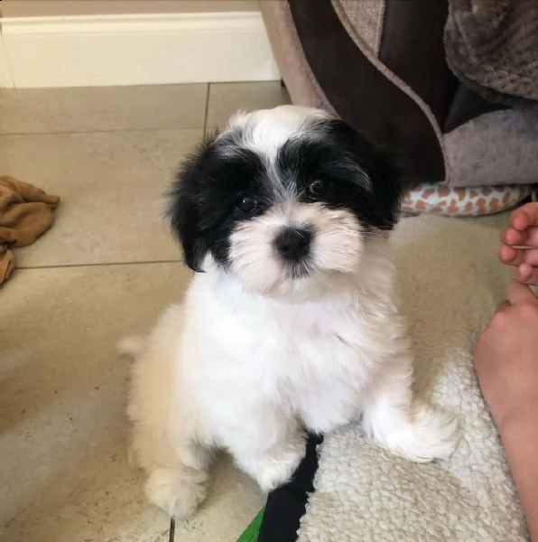 l'adorabile cucciolata di cuccioli havanese