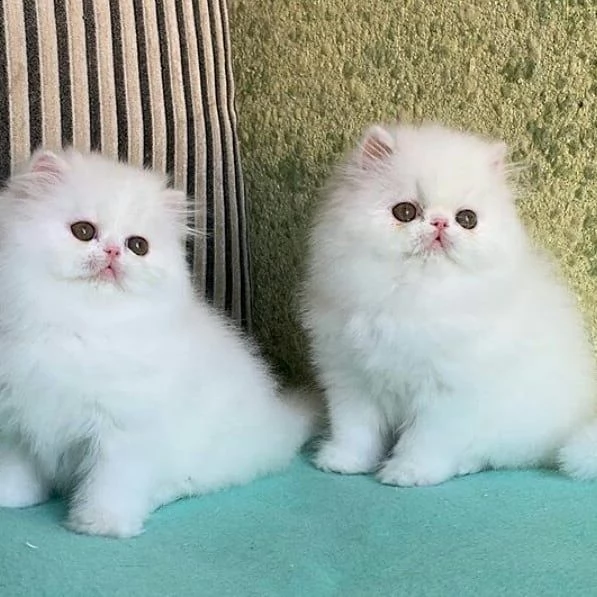 simpatici gattini persiani per l'adozione.  | Foto 0