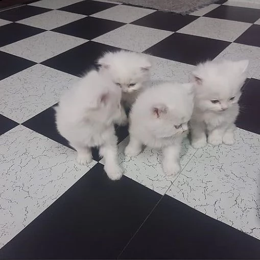 simpatici gattini persiani per l'adozione. 