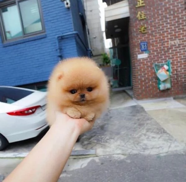 cuccioli di pomerania disponibili per il reinserimento