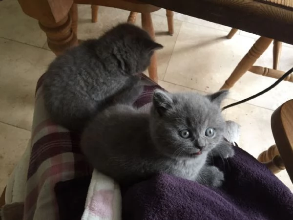 gattini di british shorthair. | Foto 2