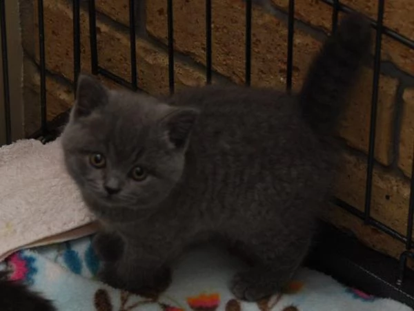 gattini di british shorthair. | Foto 1