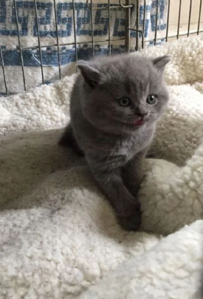gattini di british shorthair.