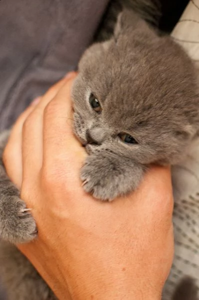 gattini di british shorthair. | Foto 0