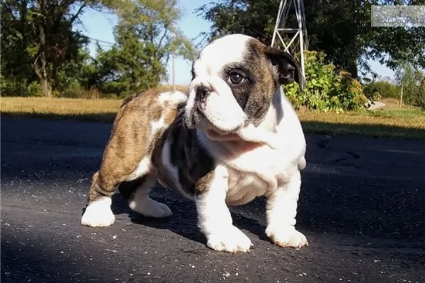 2 cuccioli ( maschio e femmina) di bulldog inglese  | Foto 0
