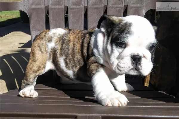 2 cuccioli ( maschio e femmina) di bulldog inglese 