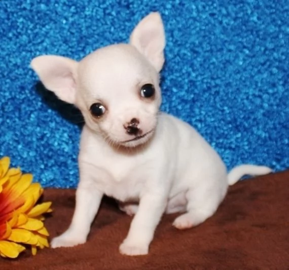 chihuahua maschio e femmina per accoppiamento