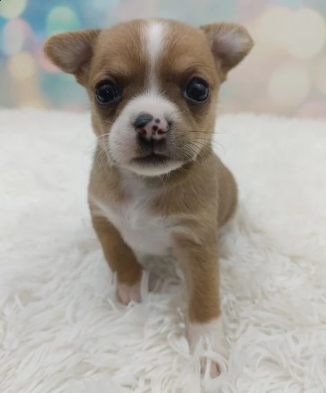 disponibili cuccioli di chihuahua i 3 mesi nato in casa , maschi e femmine con vaccini | Foto 1