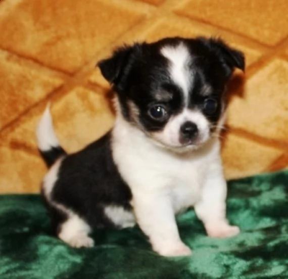 disponibili cuccioli di chihuahua i 3 mesi nato in casa , maschi e femmine con vaccini