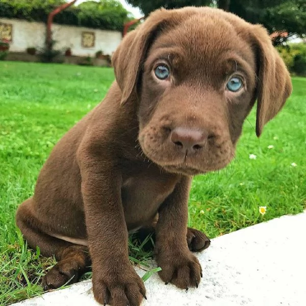 cucciole di labrador chocolate