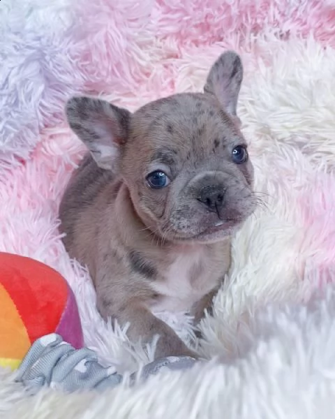 cuccioli di razza pura bulldog francese