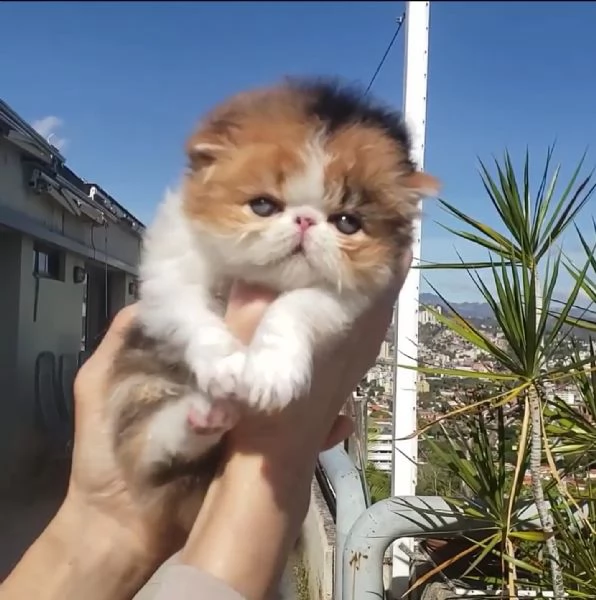 i dolci gattini persiani