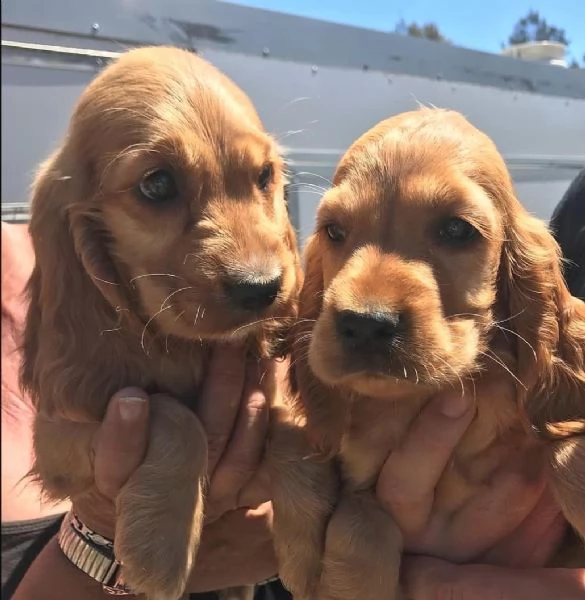 disponibili cuccioli di cocker spaniel