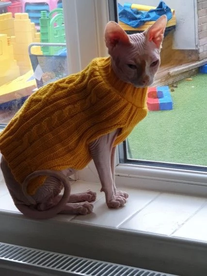 bellissimo gatto sphinx canadese | Foto 0