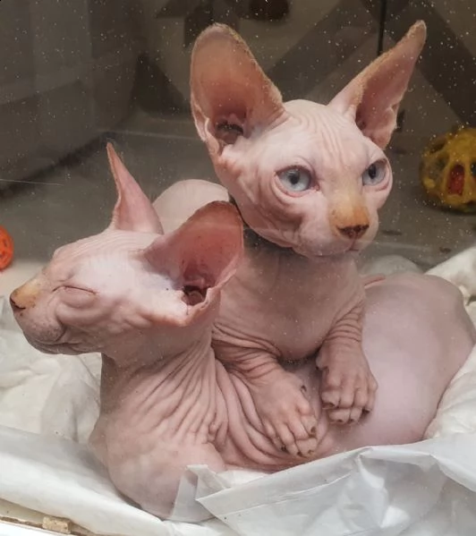 bellissimo gatto sphinx canadese