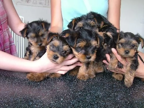 disponibili cuccioli yorkshire