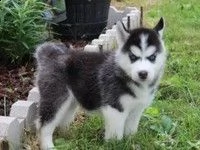 prenotabili cuccioli di siberian husky