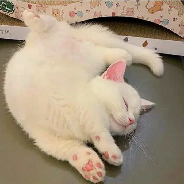 gattini persiani eccezionali | Foto 1