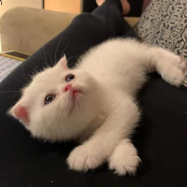 gattini persiani eccezionali