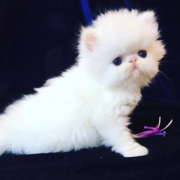 cuccioli persiani disponibili