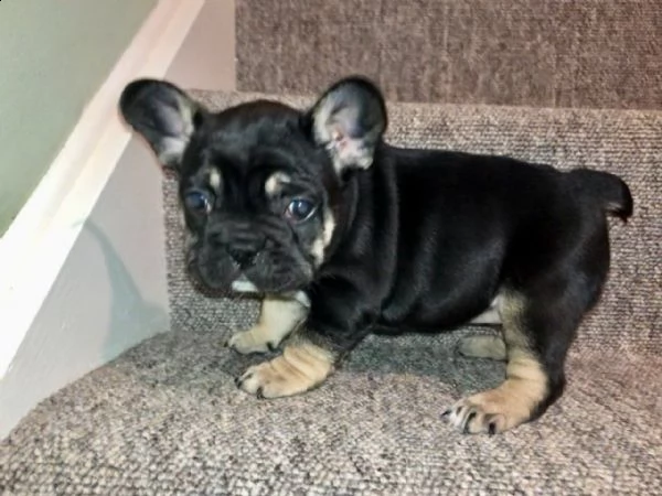 bulldog francesi - nuovo compagno di famiglia