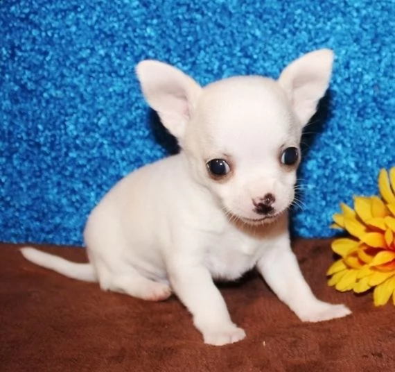 cuccioli di chihuahua