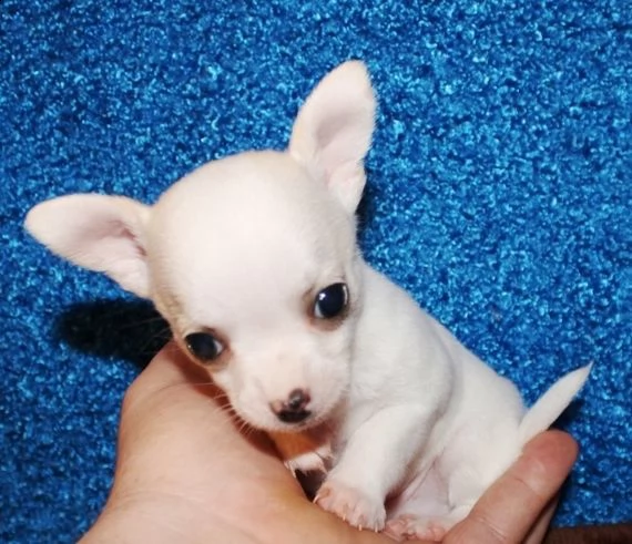 cuccioli di chihuahua