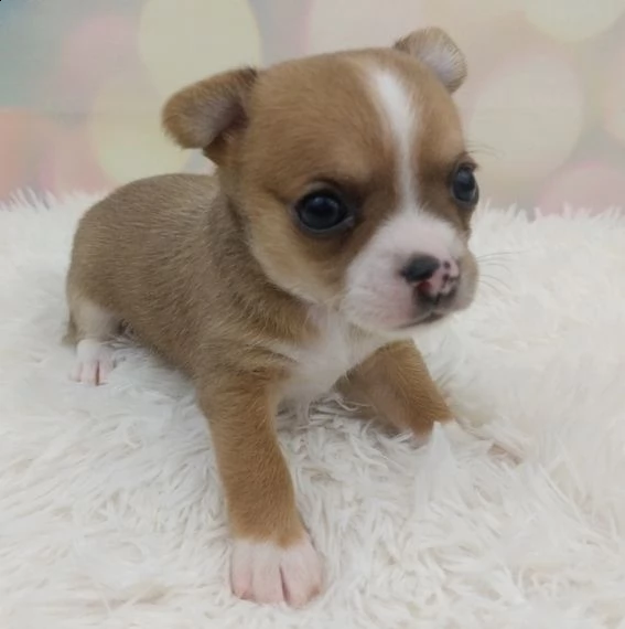 cuccioli di chihuahua | Foto 0