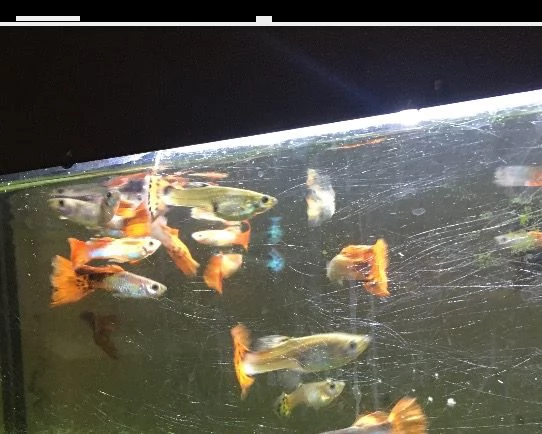 pesci tropicali d’acqua dolce guppy maschi