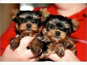 cuccioli di yorkie disponibili