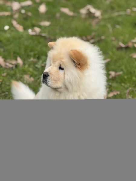 Chow chow | Foto 1