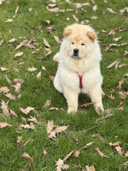 Chow chow | Foto 0
