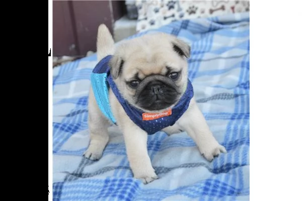 cuccioli di pug di razza pura registrati (rego principale o limitato)