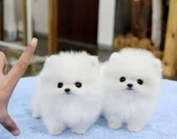 cuccioli di pomerania mini tazza da tè