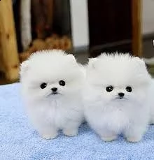 cuccioli di pomerania mini tazza da tè | Foto 0