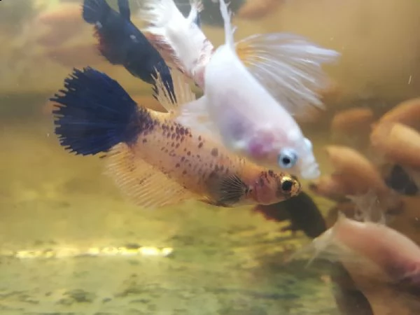 pesci d'acquario disponibili