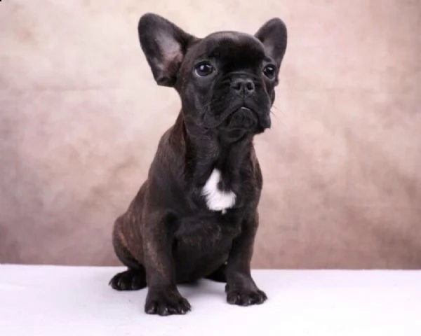 bouledogue bulldog nero 