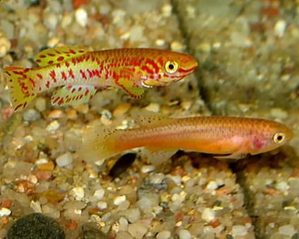 pesci d'acquario disponibili