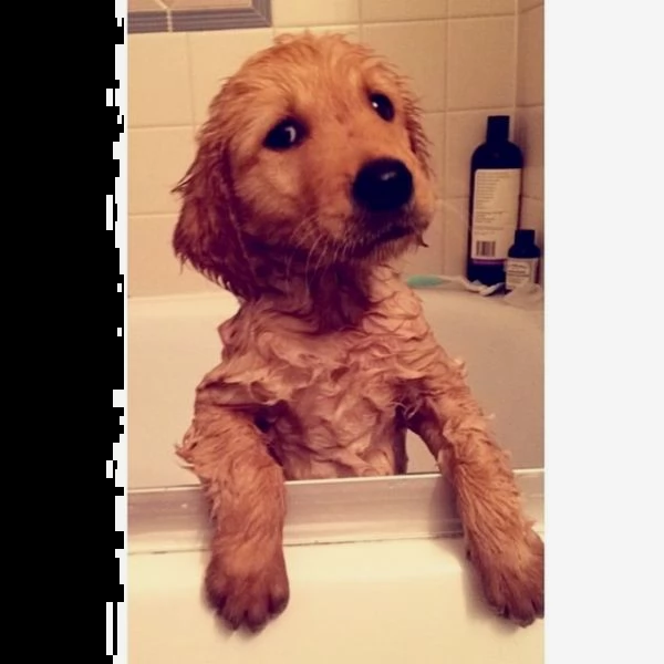 adorabili cuccioli di labrador retriever per adozione | Foto 0