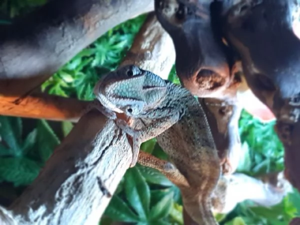 adorable nosy be chameleon | Foto 0