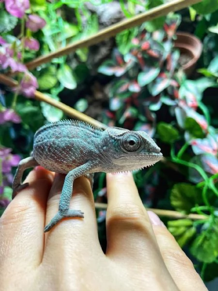 sambava chameleons | Foto 0