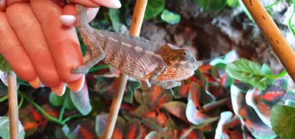 sambava chameleons