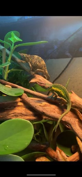  adorable jacksonni chameleons